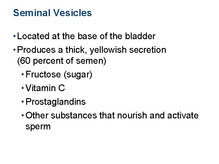 Seminal Vesicles • Located at the base of the bladder • Produces a thick,