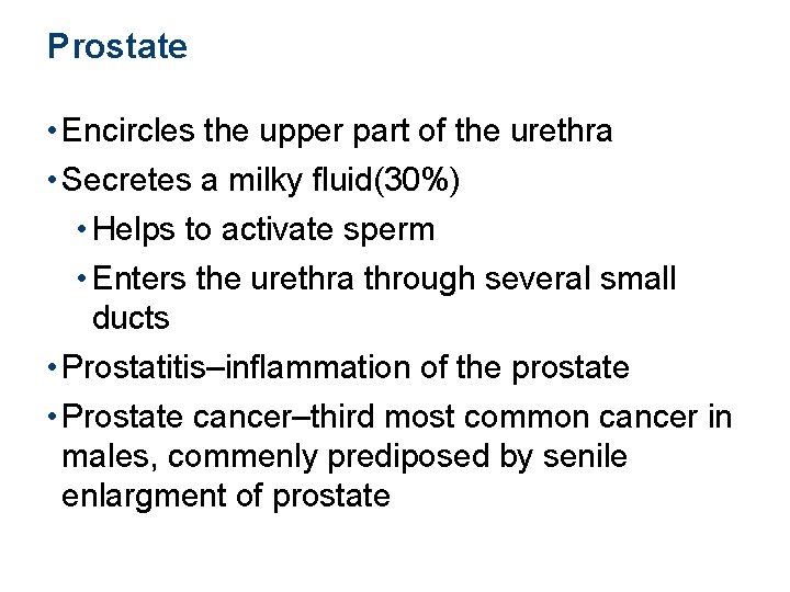 Prostate • Encircles the upper part of the urethra • Secretes a milky fluid(30%)