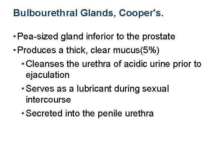 Bulbourethral Glands, Cooper's. • Pea-sized gland inferior to the prostate • Produces a thick,