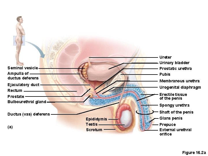 Ureter Urinary bladder Prostatic urethra Pubis Seminal vesicle Ampulla of ductus deferens Membranous urethra