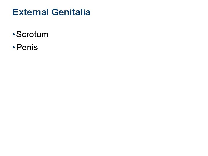 External Genitalia • Scrotum • Penis 