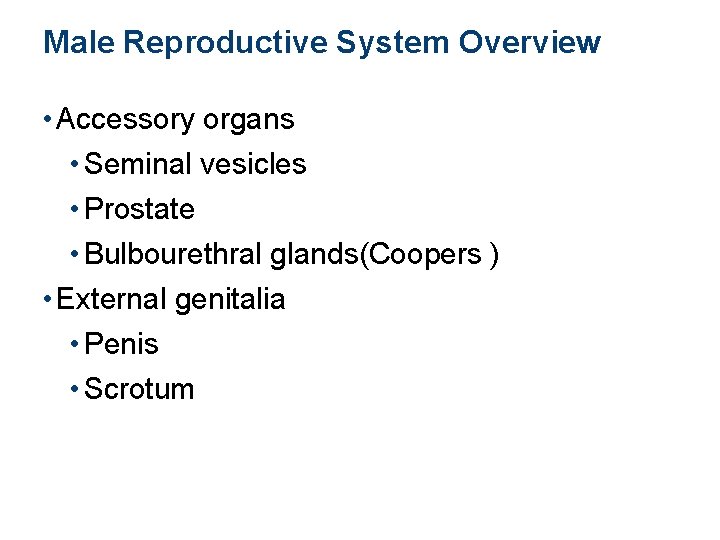 Male Reproductive System Overview • Accessory organs • Seminal vesicles • Prostate • Bulbourethral