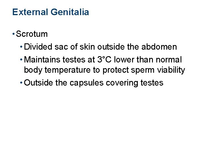 External Genitalia • Scrotum • Divided sac of skin outside the abdomen • Maintains