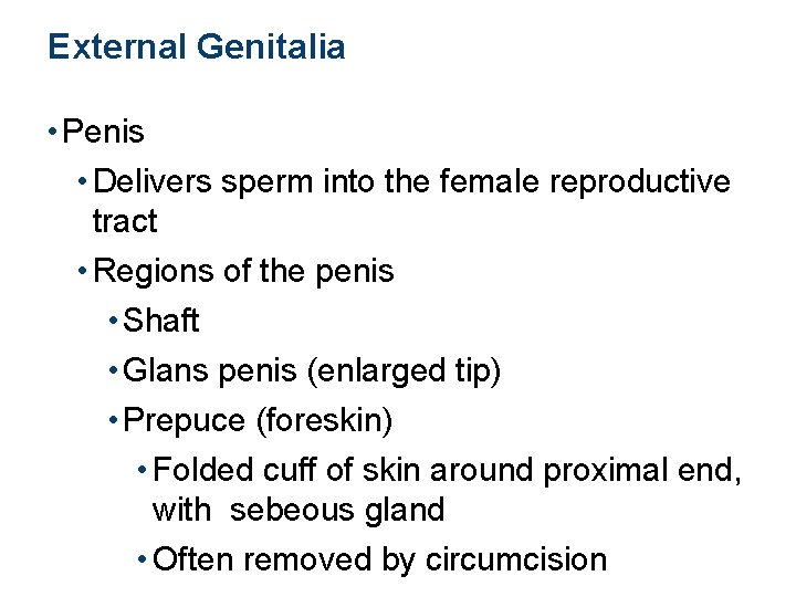 External Genitalia • Penis • Delivers sperm into the female reproductive tract • Regions