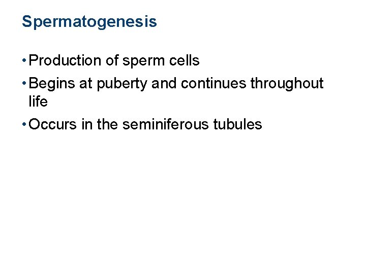 Spermatogenesis • Production of sperm cells • Begins at puberty and continues throughout life
