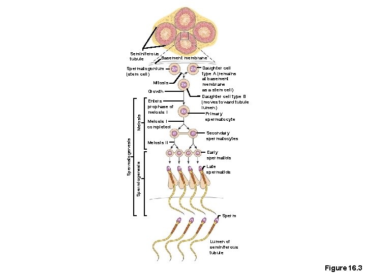 Seminiferous Basement membrane tubule Spermatogonium (stem cell) Mitosis Enters prophase of meiosis I Meiosis