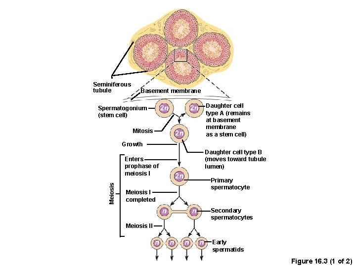 Seminiferous tubule Basement membrane Spermatogonium (stem cell) Mitosis Daughter cell type A (remains at