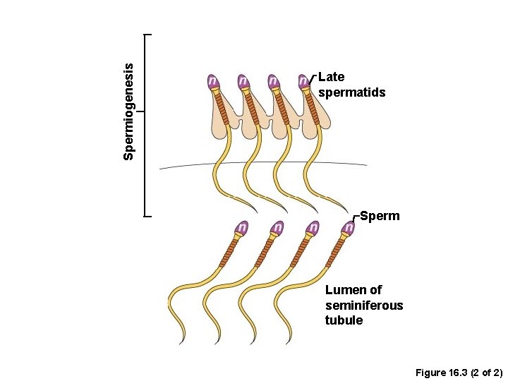 Spermiogenesis Late spermatids Sperm Lumen of seminiferous tubule Figure 16. 3 (2 of 2)