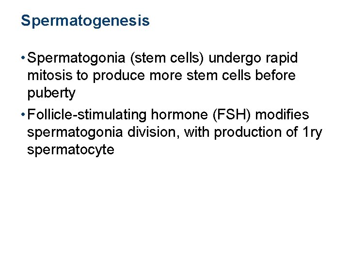 Spermatogenesis • Spermatogonia (stem cells) undergo rapid mitosis to produce more stem cells before