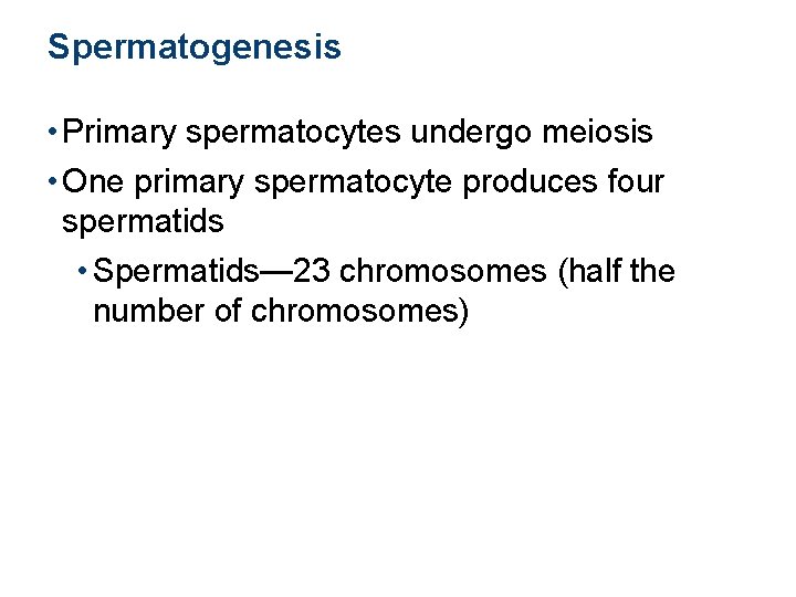 Spermatogenesis • Primary spermatocytes undergo meiosis • One primary spermatocyte produces four spermatids •