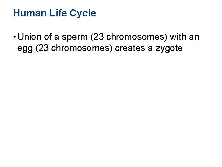 Human Life Cycle • Union of a sperm (23 chromosomes) with an egg (23