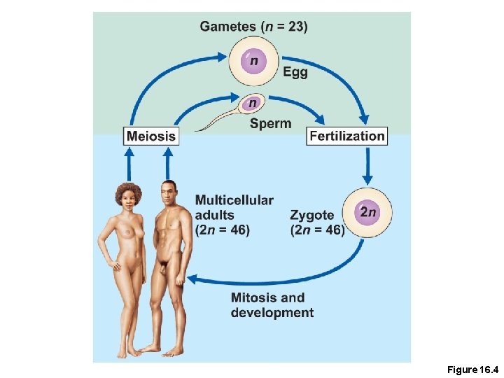 Figure 16. 4 