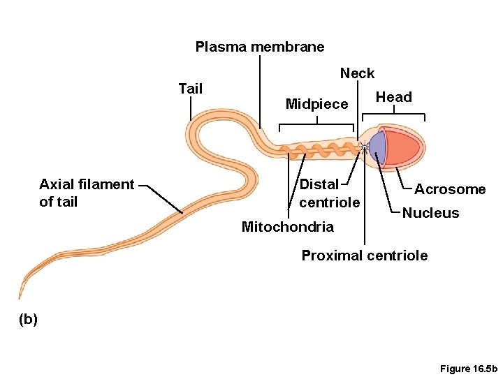 Plasma membrane Tail Axial filament of tail Neck Midpiece Distal centriole Mitochondria Head Acrosome