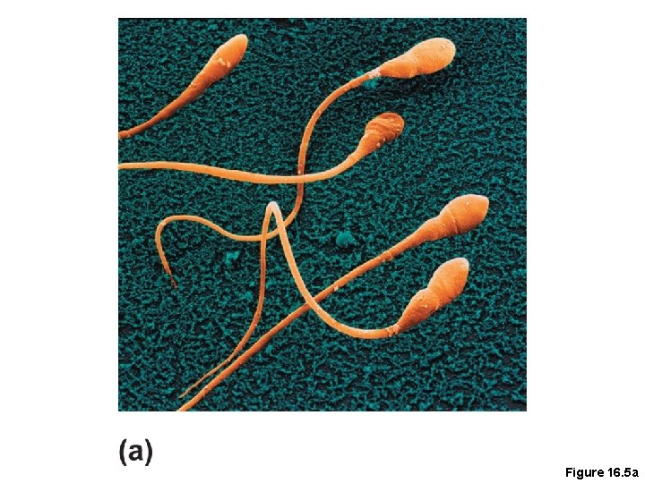 Figure 16. 5 a 