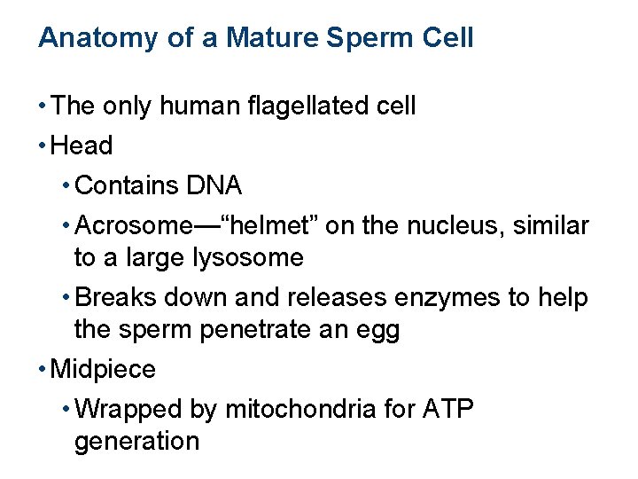 Anatomy of a Mature Sperm Cell • The only human flagellated cell • Head
