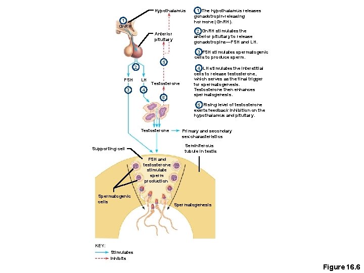 Hypothalamus 1 Gn. RH 2 Gn. RH stimulates the anterior pituitary to release gonadotropins—FSH