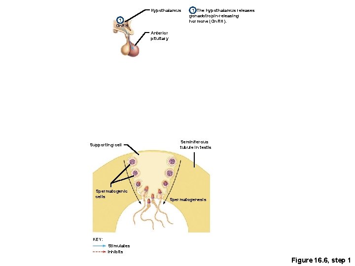 Hypothalamus 1 Gn. RH 1 The hypothalamus releases gonadotropin-releasing hormone (Gn. RH). Anterior pituitary