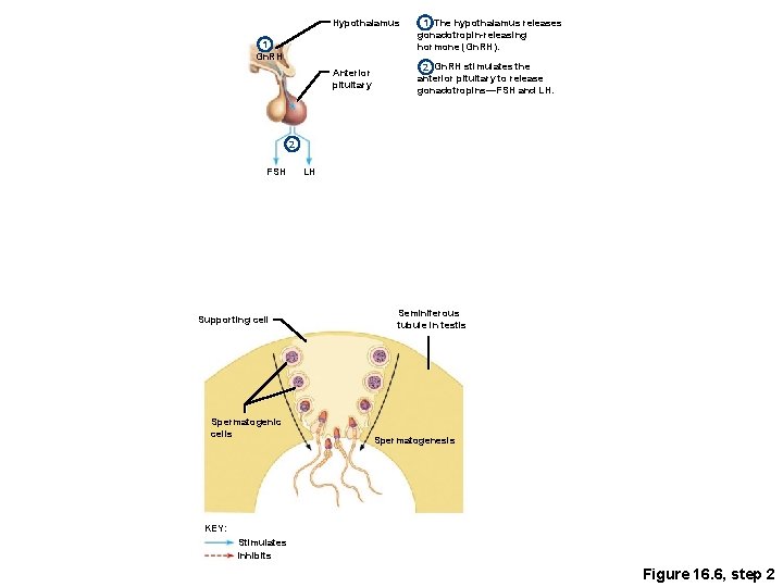 Hypothalamus 1 Gn. RH Anterior pituitary 1 The hypothalamus releases gonadotropin-releasing hormone (Gn. RH).