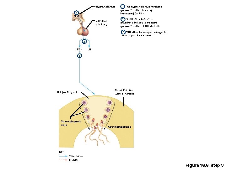 Hypothalamus 1 Gn. RH Anterior pituitary 1 The hypothalamus releases gonadotropin-releasing hormone (Gn. RH).