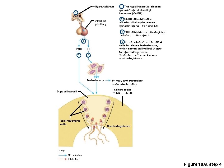 Hypothalamus 1 Gn. RH Anterior pituitary 1 The hypothalamus releases gonadotropin-releasing hormone (Gn. RH).