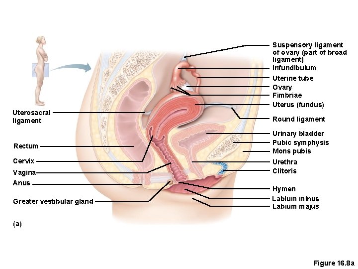 Suspensory ligament of ovary (part of broad ligament) Infundibulum Uterosacral ligament Rectum Cervix Vagina