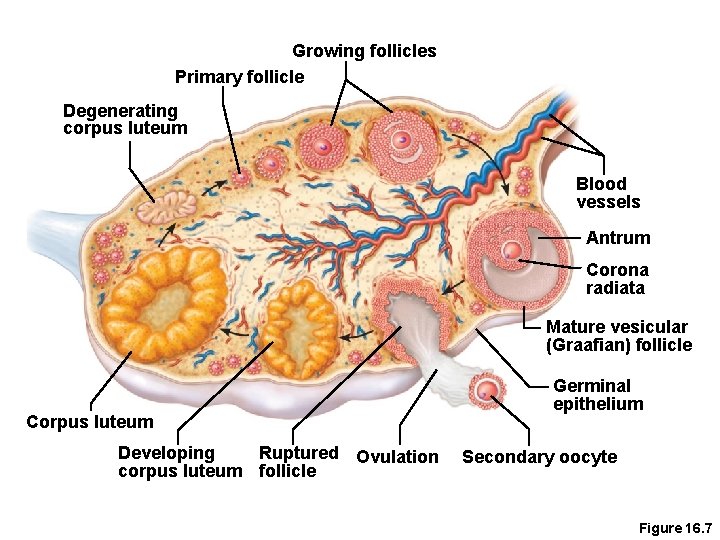 Growing follicles Primary follicle Degenerating corpus luteum Blood vessels Antrum Corona radiata Mature vesicular