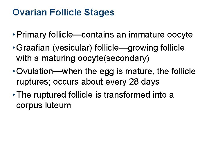 Ovarian Follicle Stages • Primary follicle—contains an immature oocyte • Graafian (vesicular) follicle—growing follicle