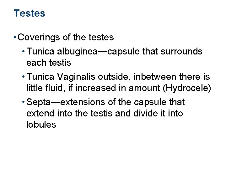 Testes • Coverings of the testes • Tunica albuginea—capsule that surrounds each testis •