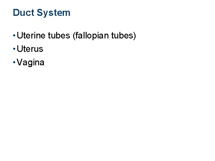 Duct System • Uterine tubes (fallopian tubes) • Uterus • Vagina 