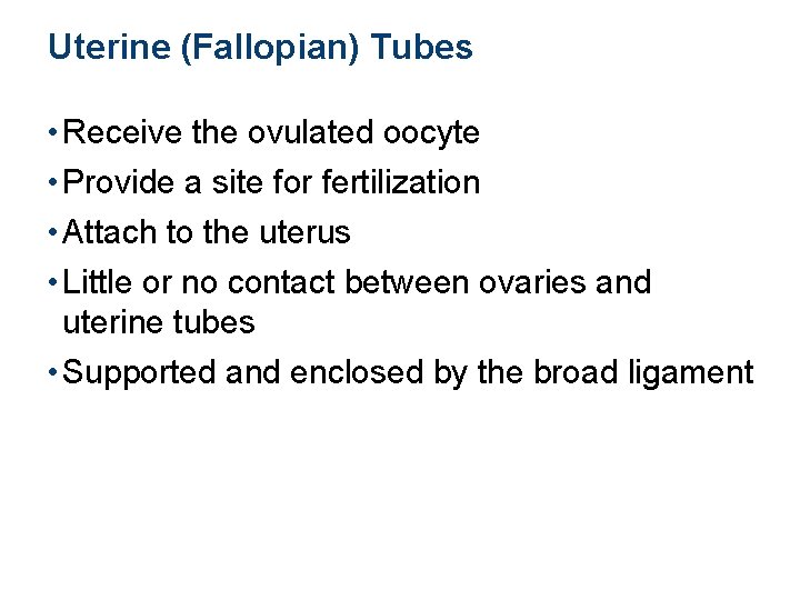 Uterine (Fallopian) Tubes • Receive the ovulated oocyte • Provide a site for fertilization