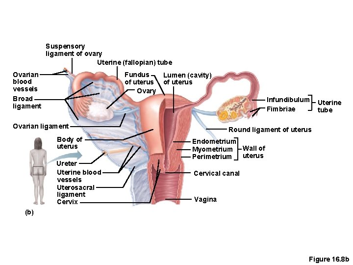 Suspensory ligament of ovary Uterine (fallopian) tube Ovarian blood vessels Broad ligament Fundus of