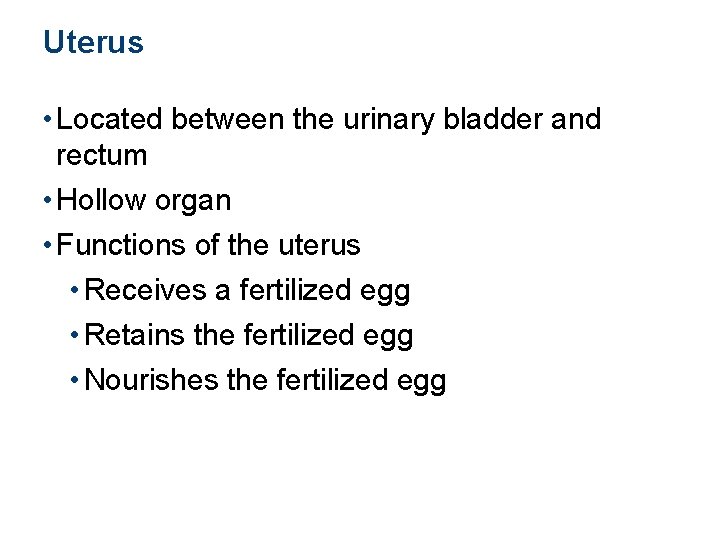 Uterus • Located between the urinary bladder and rectum • Hollow organ • Functions