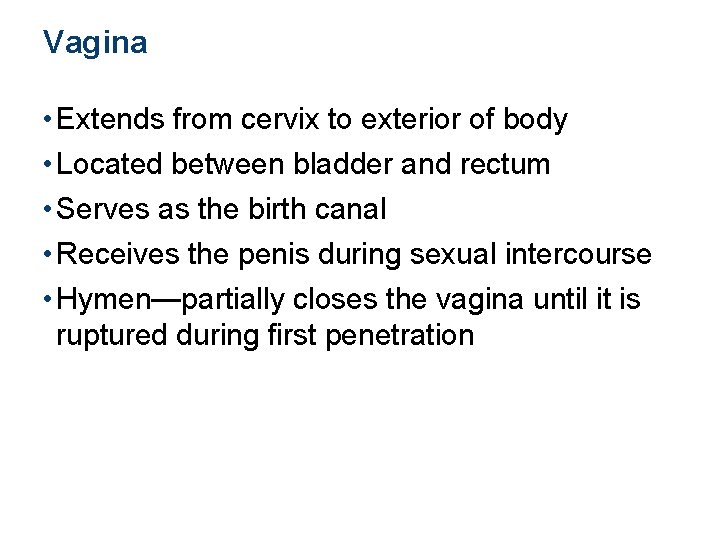 Vagina • Extends from cervix to exterior of body • Located between bladder and