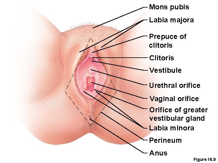 Mons pubis Labia majora Prepuce of clitoris Clitoris Vestibule Urethral orifice Vaginal orifice Orifice