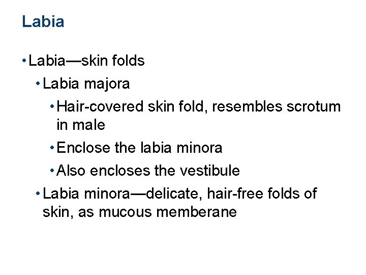 Labia • Labia—skin folds • Labia majora • Hair-covered skin fold, resembles scrotum in