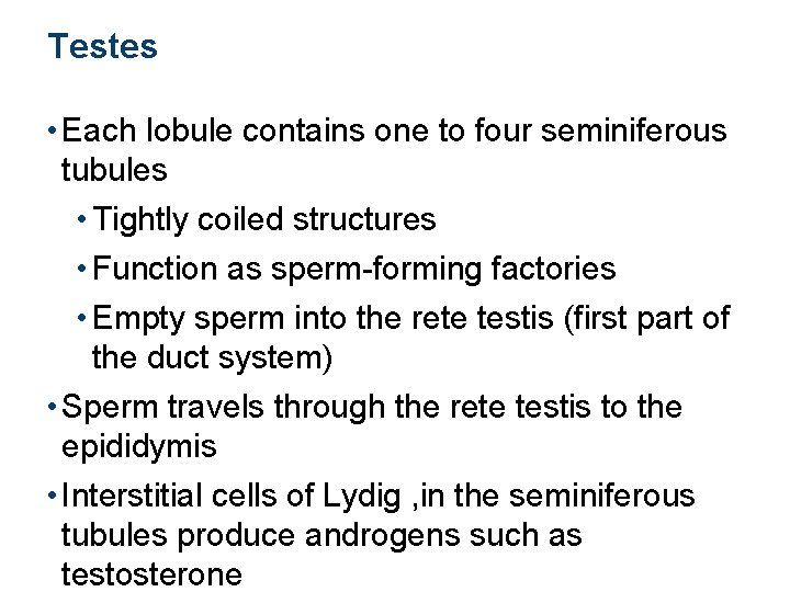 Testes • Each lobule contains one to four seminiferous tubules • Tightly coiled structures
