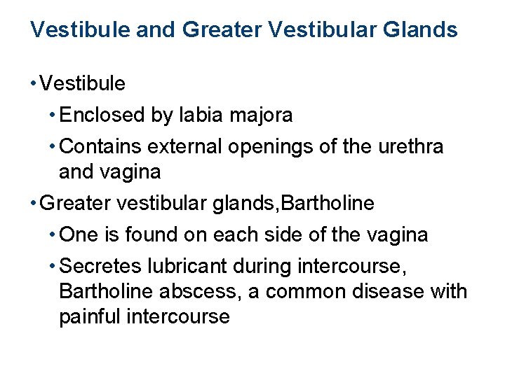 Vestibule and Greater Vestibular Glands • Vestibule • Enclosed by labia majora • Contains