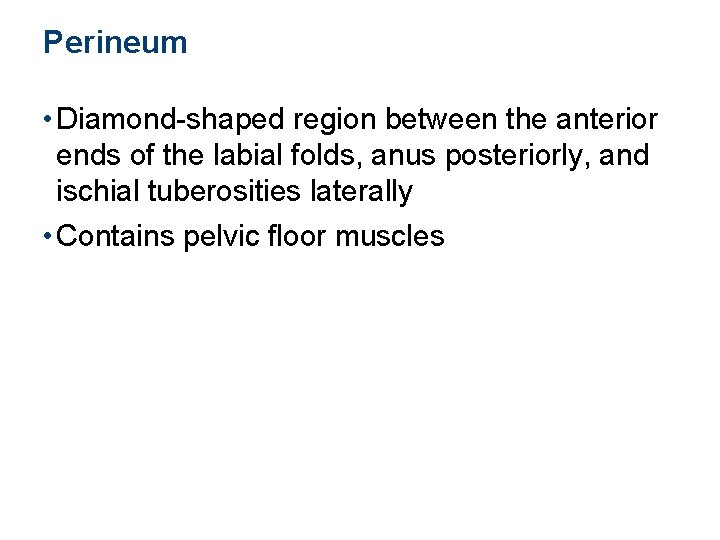 Perineum • Diamond-shaped region between the anterior ends of the labial folds, anus posteriorly,