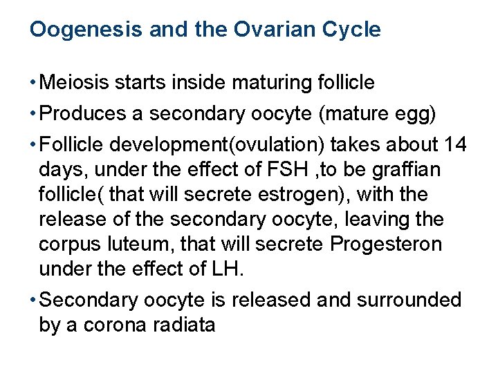 Oogenesis and the Ovarian Cycle • Meiosis starts inside maturing follicle • Produces a