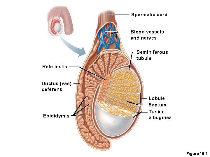 Spermatic cord Blood vessels and nerves Seminiferous tubule Rete testis Ductus (vas) deferens Epididymis