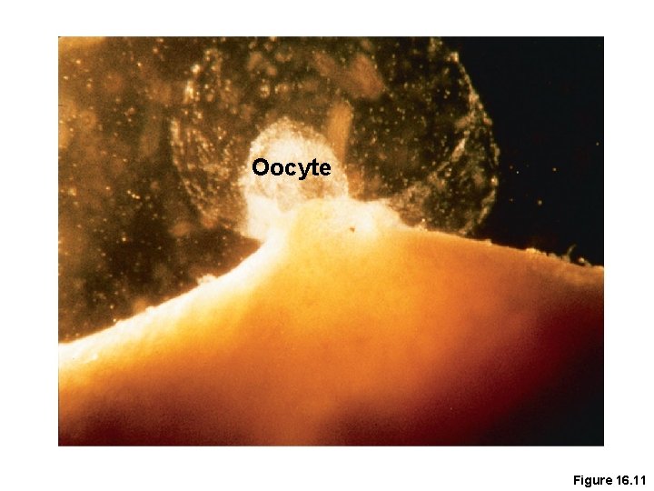 Oocyte Figure 16. 11 