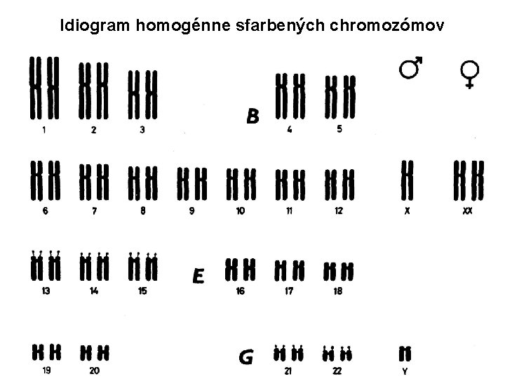 Idiogram homogénne sfarbených chromozómov 