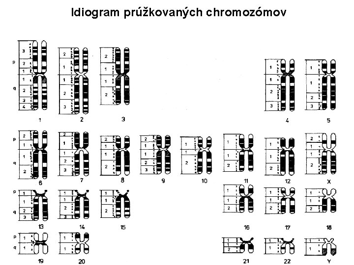 Idiogram prúžkovaných chromozómov 