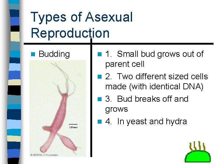 Types of Asexual Reproduction n Budding 1. Small bud grows out of parent cell