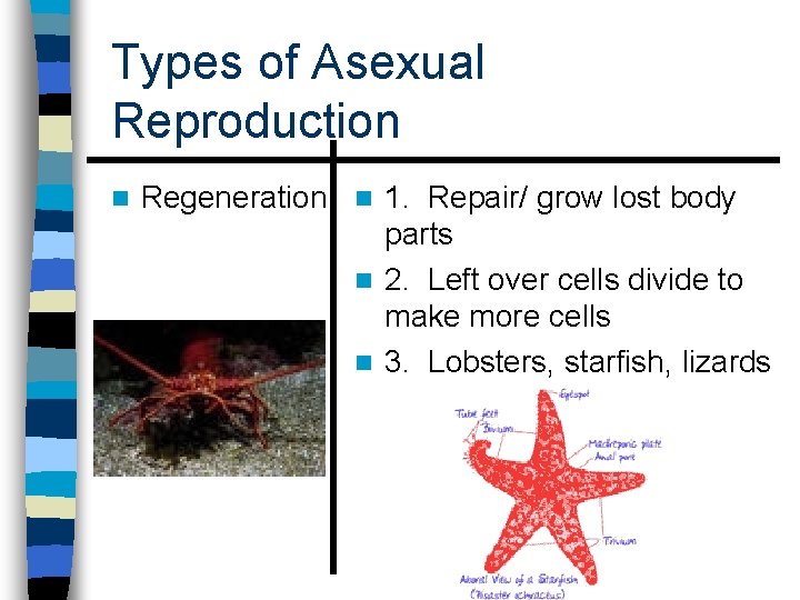 Types of Asexual Reproduction n Regeneration n 1. Repair/ grow lost body parts n