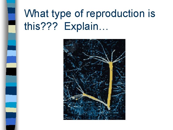 What type of reproduction is this? ? ? Explain… 