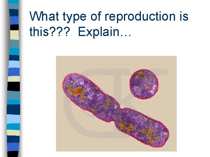 What type of reproduction is this? ? ? Explain… 