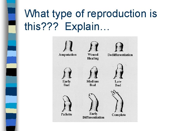 What type of reproduction is this? ? ? Explain… 