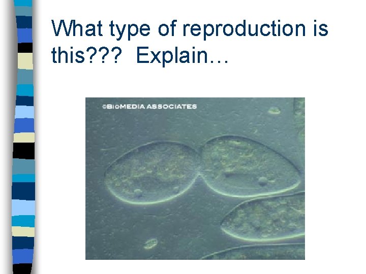 What type of reproduction is this? ? ? Explain… 