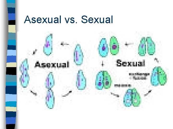 Asexual vs. Sexual 